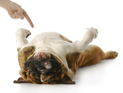 Is KBIS a Dead Dog?