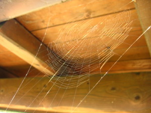 ragnatela