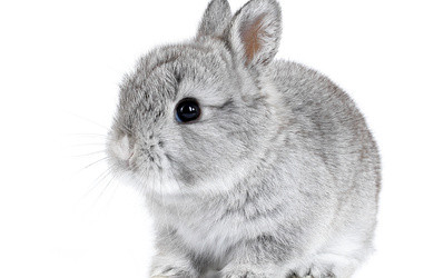 Why You Need Balance Between Big Game and Small Rabbits